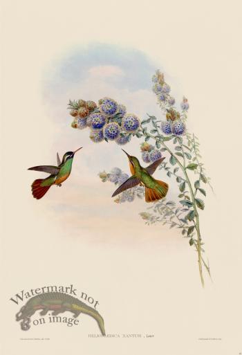 Gould Hummingbird 065